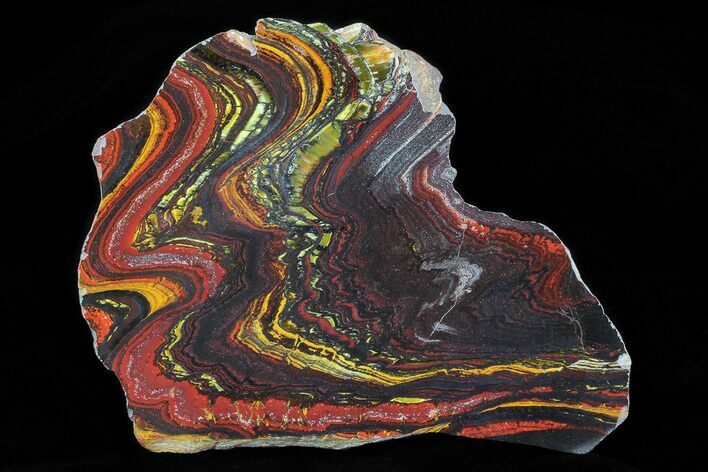 Polished Tiger Iron Stromatolite - ( Billion Years) #75817